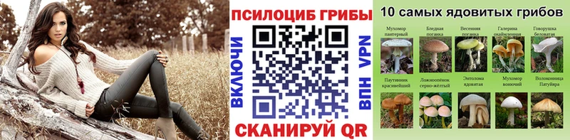 Галлюциногенные грибы Psilocybe  Купить закладки  Мещовск 